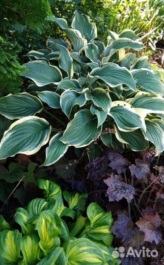 Хосты из сада (более 300 сортов )