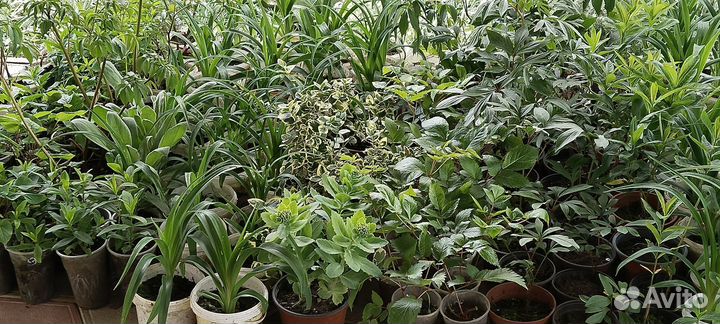 Многолетники