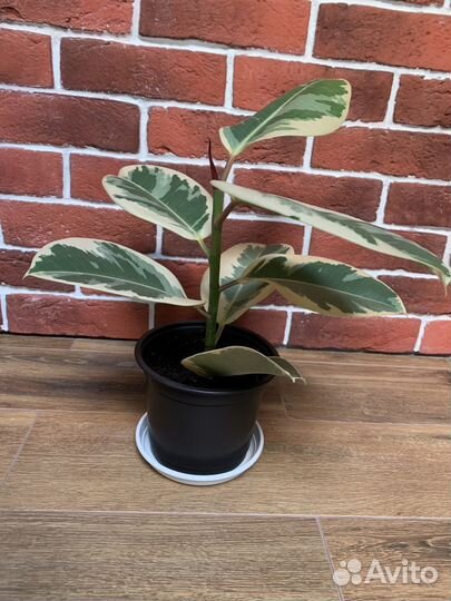 Фикус эластика Тинеке