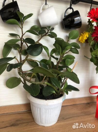 Комнатные цветы. Без кашпо 300