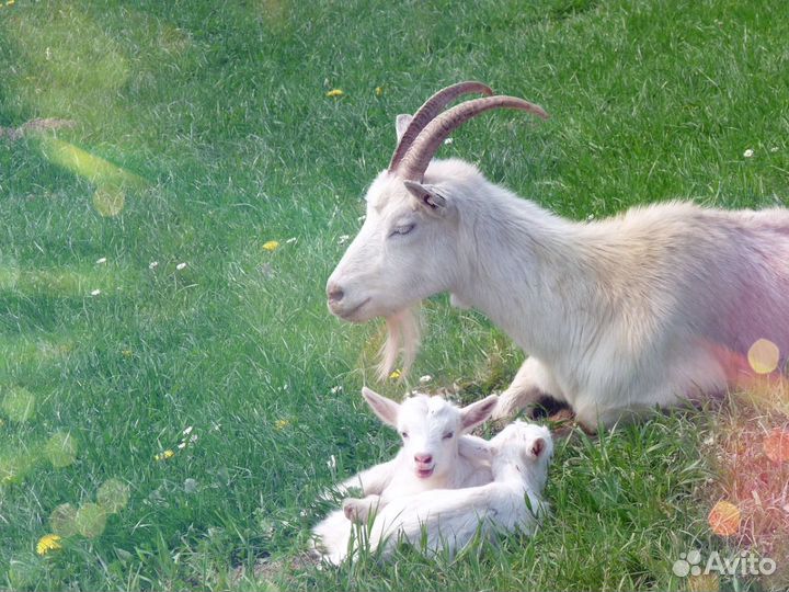 Продам коз, коров, лошадей и пони