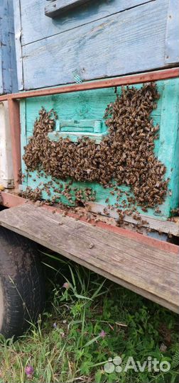 Мед в Челябинске