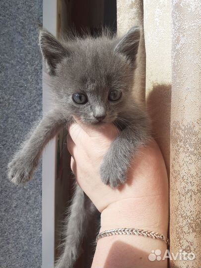 Котята в добрые руки мальчики и девочки