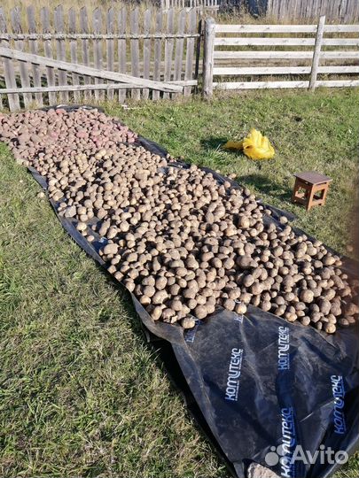 Продам картофель с доставкой