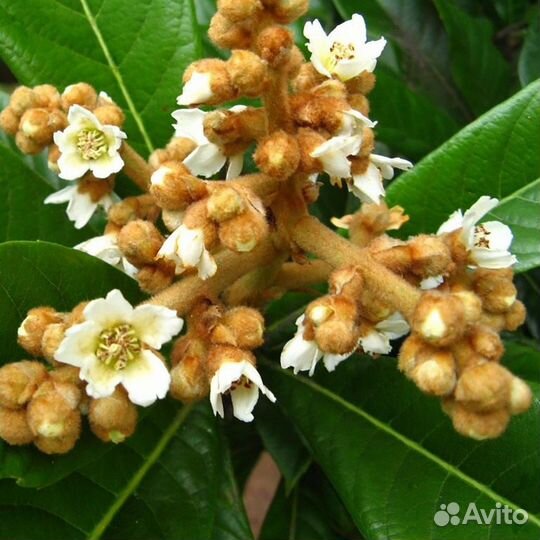 Мушмула Японская