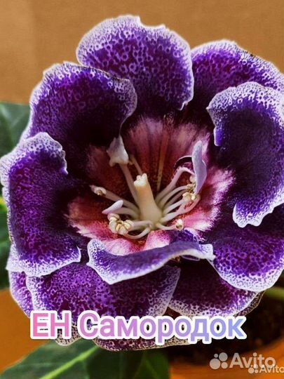 Глоксиния махровая(клубни,детки)