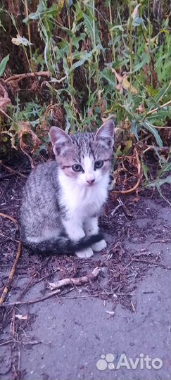 Котята в добрые руки бесплатно