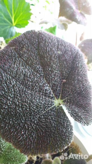 Бегония.Комнатные цветы