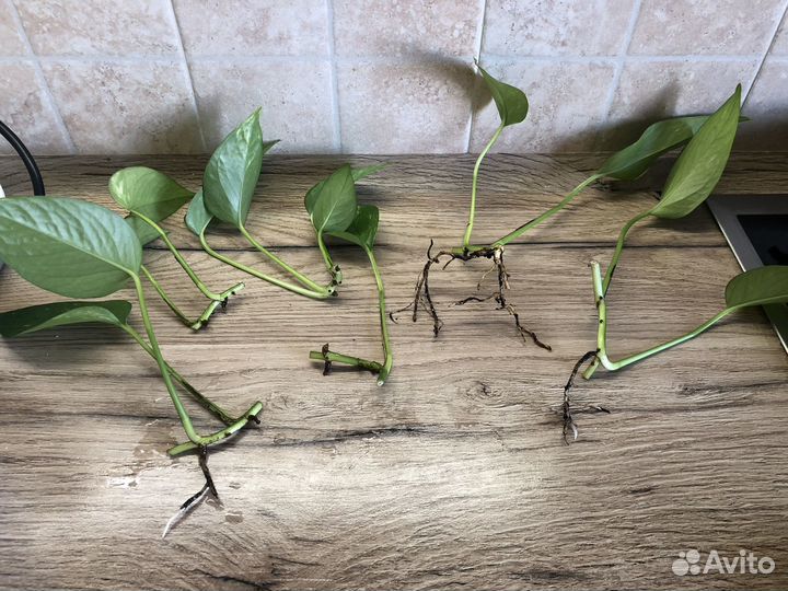 Сциндапсус