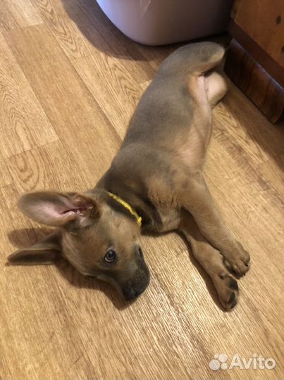 Зооняня, передержка животных