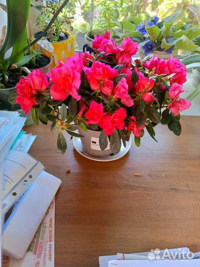 Азалия цветущая