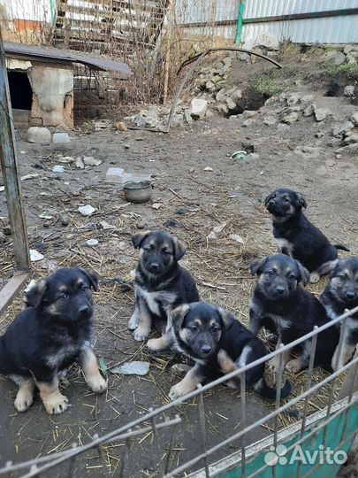Щенки
