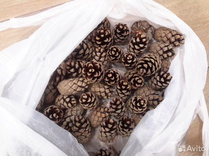 Шишка сосновая еловая декор