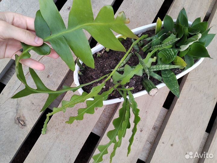 Эпифиллум марниера, угловатый