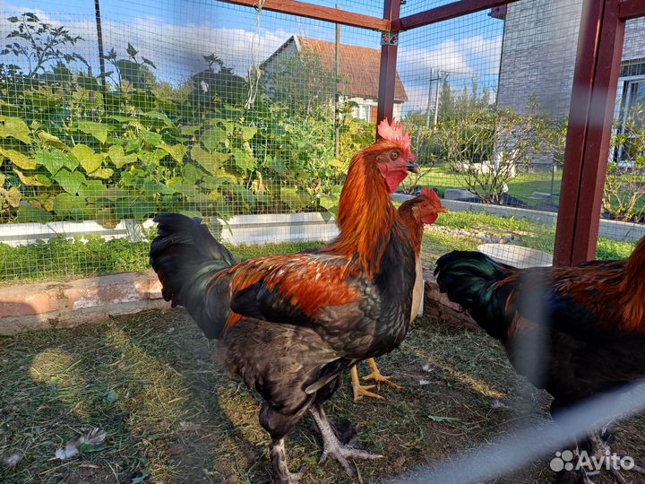 Петухи породы маран