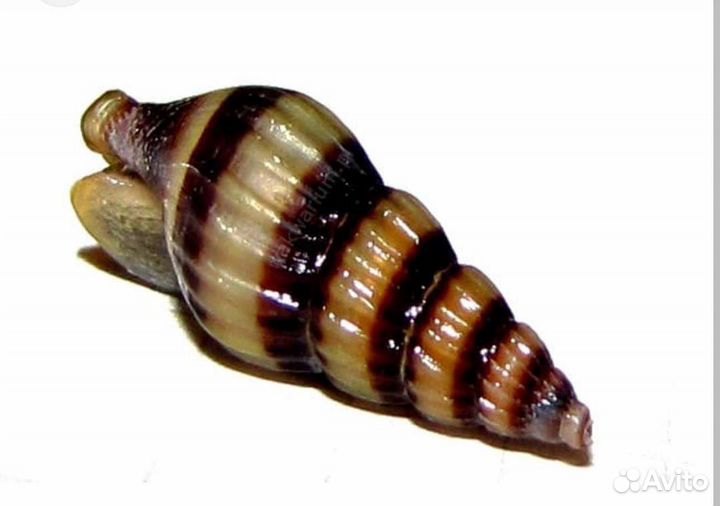 Улитки аквариумные