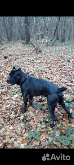 Кане Корсо вязка