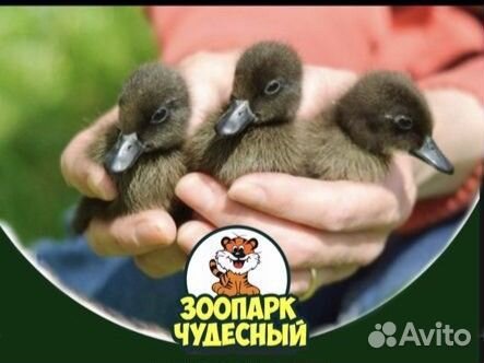 Управляющий