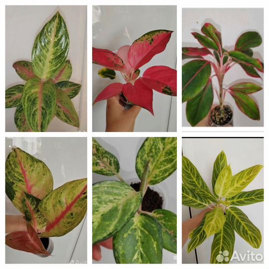 Аглаонемы 1