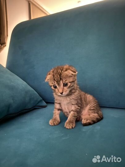 Котенок бесплатно