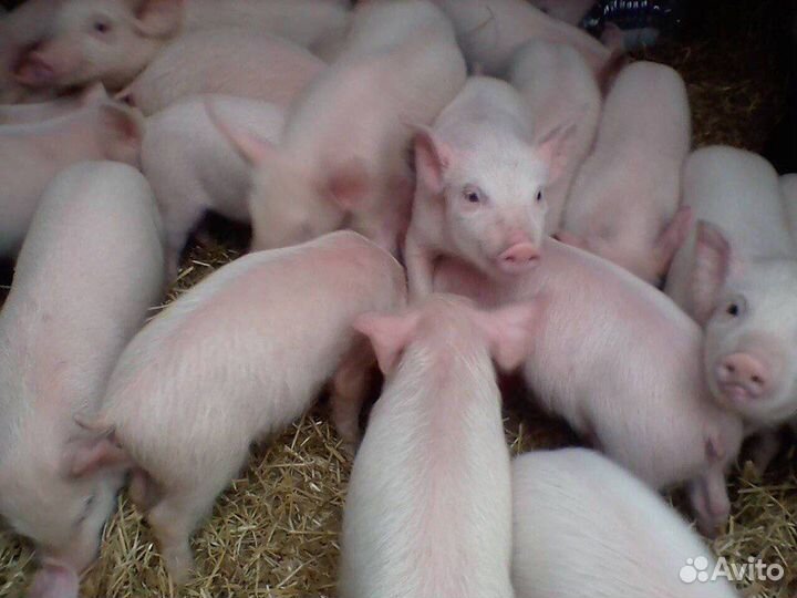 Поросята