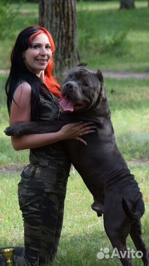 Американский булли XL вязка