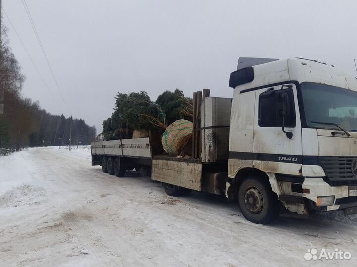 Ель обыкновенная, крупномер