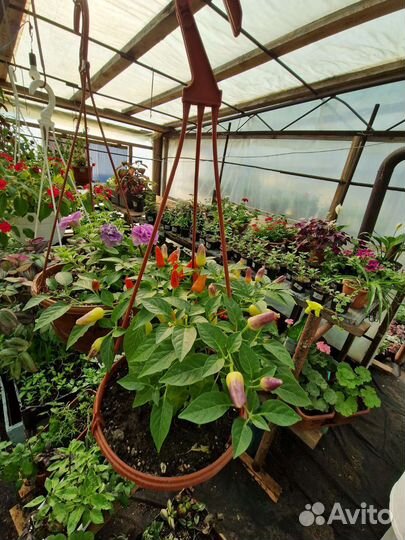 Кашпо с цветами