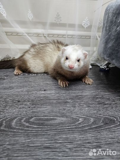 Вязка хорька