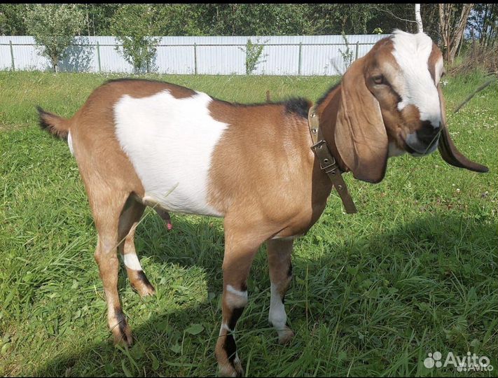 Вязка. Чистокровный нубиец с документами