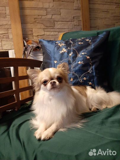 Чихуахуа для вязок