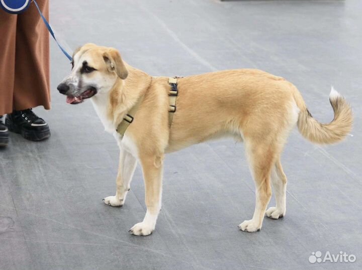 Щенок мальчик