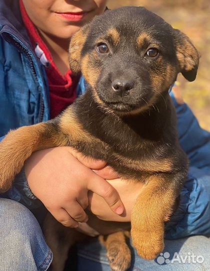 Маленькие щеночки в дар