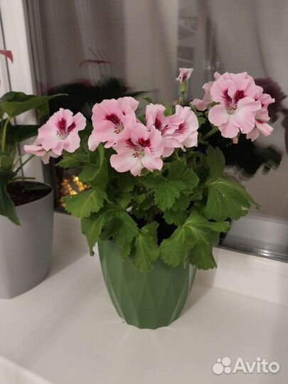 Пеларгония герань