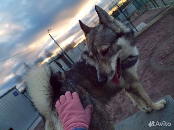 Девочка-лайкоид в добрые руки