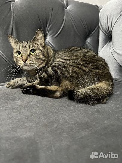 Курильский бобтейл котик