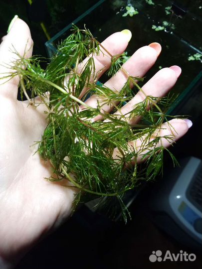 Роголистник