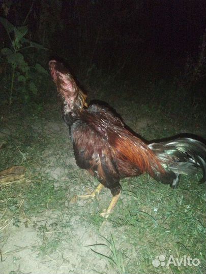 Бойцовые петухи