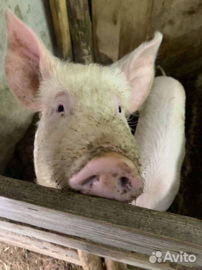 Свиньи, свиноматки, хряк