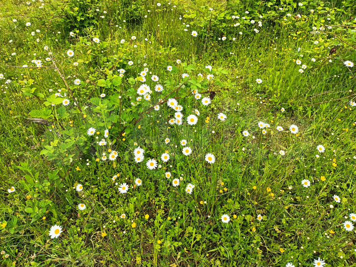 Участок 5 сот. (СНТ, ДНП)