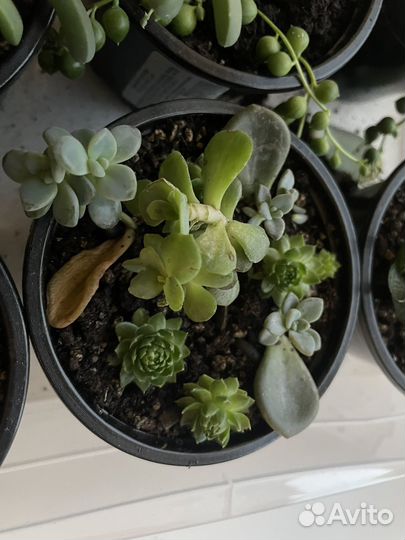 Суккуленты набор