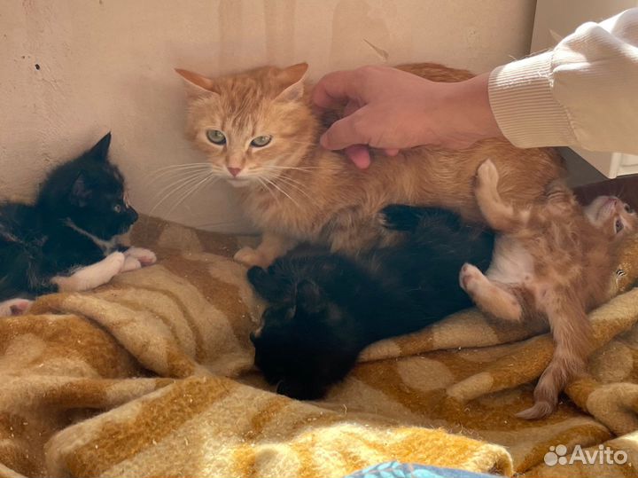 Нужен дом кошке