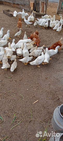 Продам индоутят