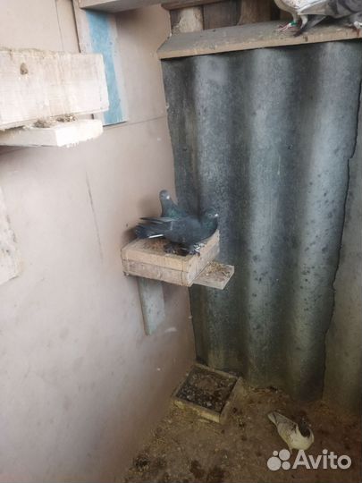 Голуби. Статные