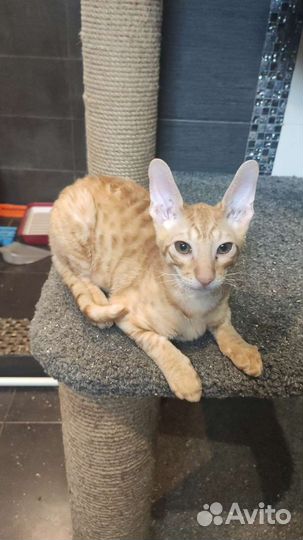 Корниш-рекс котята