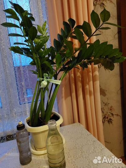 Замиокулькас