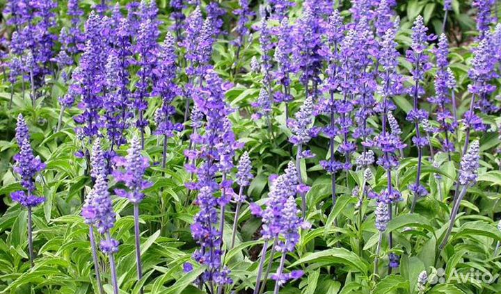 Канупер.Шалфей.Руккола многолетняя.Тимьян