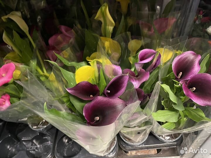 Каллы комнатные 14d