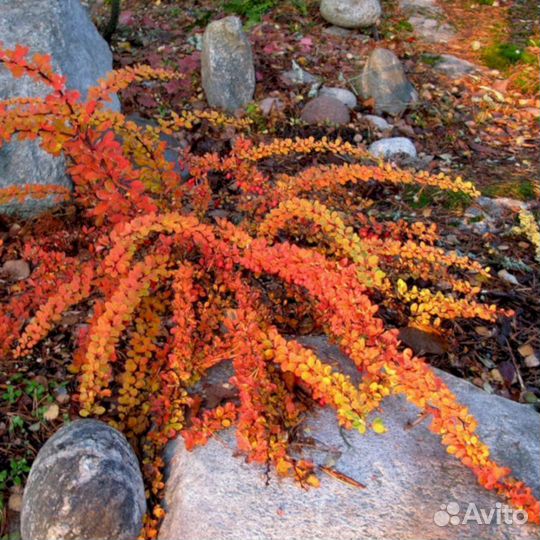Барбарис Грин Карпет