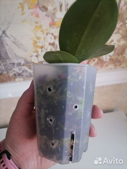 Орхидея фаленопсис подросток